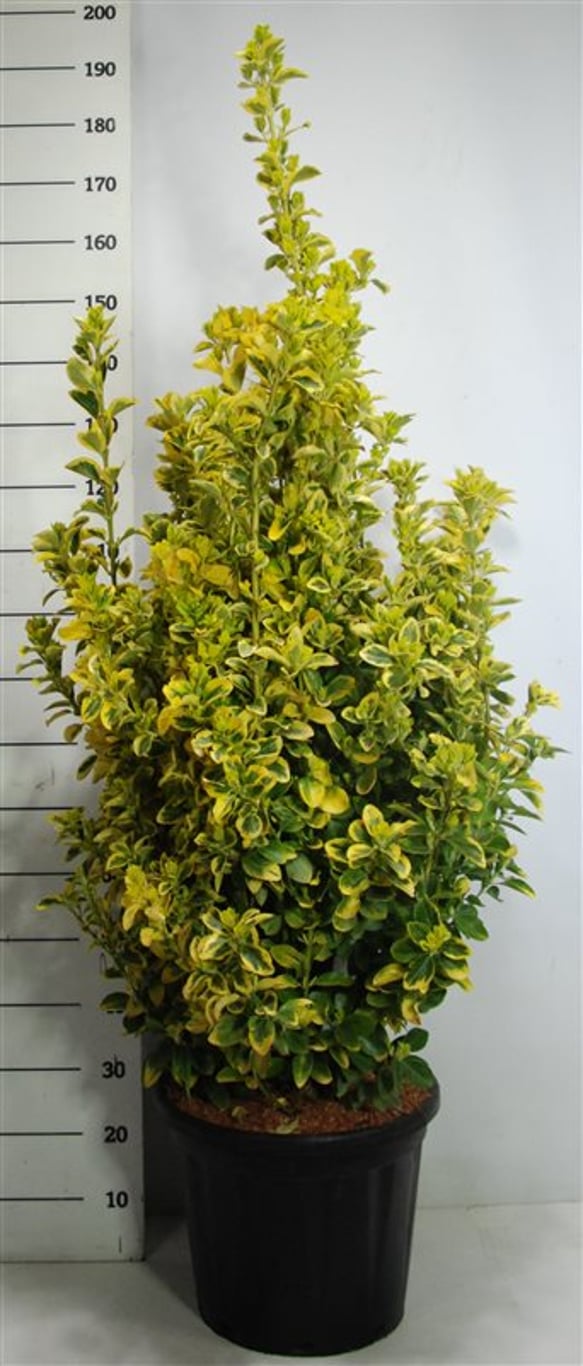 Euonymus jap. 'Aureus' - C30 100-125 CM